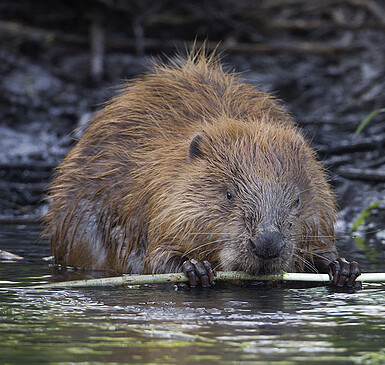 Foto: Conny W./VDN