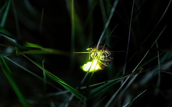 Foto: Flash Dantz Pexels, Lizenz: Heinz Sielmann Stiftung