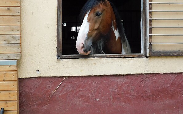 Foto: Pferdesportverein Töplitz e.V., Lizenz: Pferdesportverein Töplitz e.V.