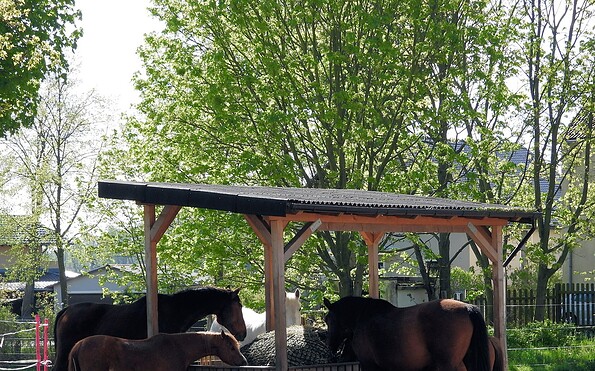 Foto: Pferdesportverein Töplitz e.V., Lizenz: Pferdesportverein Töplitz e.V.