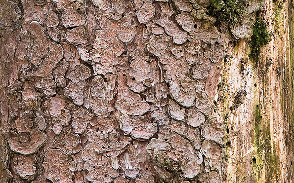 Foto: AdobeStock_25848738_Rauhfußkauz in Spechthöhle_ Artusius