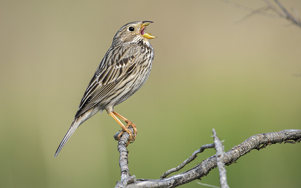 Foto: Frank Leo, Lizenz: Naturschutzfonds Brandenburg