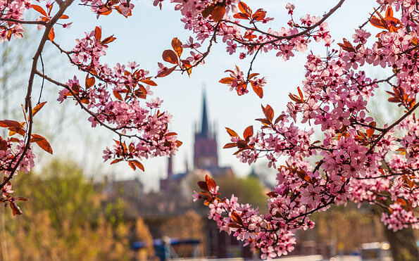 Blütenstadt Werder (Havel), Foto: Stock Foto, Lizenz: Stock Foto