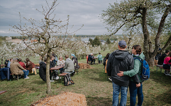 Baumblüte auf den Plantagen, Foto: Manuel Gutjah, Lizenz: Stadt Werder (Havel)