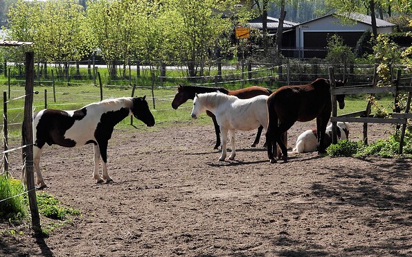 Foto: Pferdesportverein Töplitz e.V., Lizenz: Pferdesportverein Töplitz e.V.