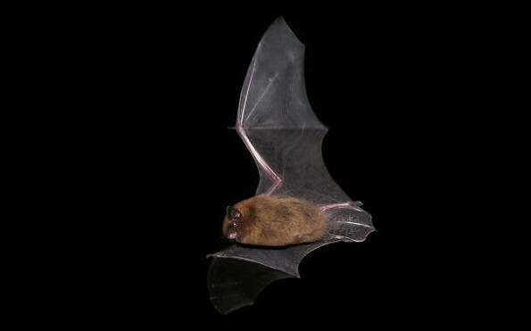Fledermaus, Foto: Thomas Becker