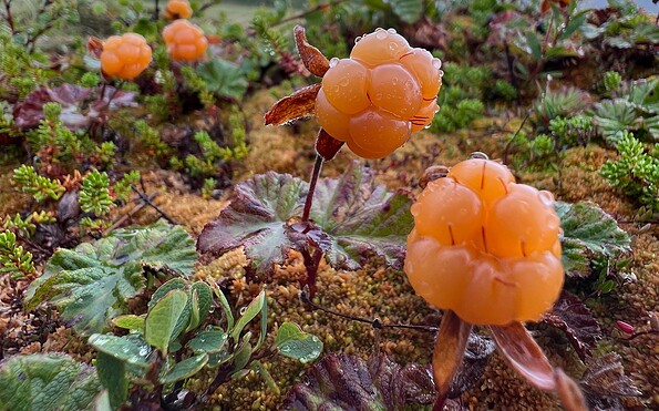 Foto: Dr. Hannes Petrischak