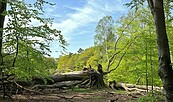 umgestürzte Buche, Foto: Anke Bielig, Lizenz: Gemeinde Schorfheide