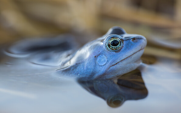 Foto: Andreas Krone, Lizenz: Andreas Krone