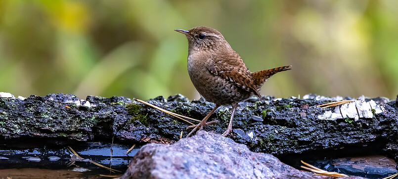 NahNatur - zwischen Licht und Leben - Ausstellung der FotoFreundeFürstenberg