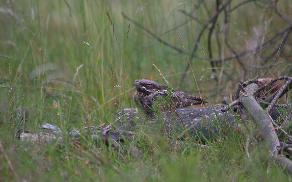 Foto: Udo Steinhäuser