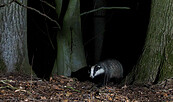 Auf leisen Pfoten im nächtlichen Wald - Der Dachs, Foto: L. Ulmer