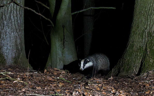 Auf leisen Pfoten im nächtlichen Wald - Der Dachs, Foto: L. Ulmer