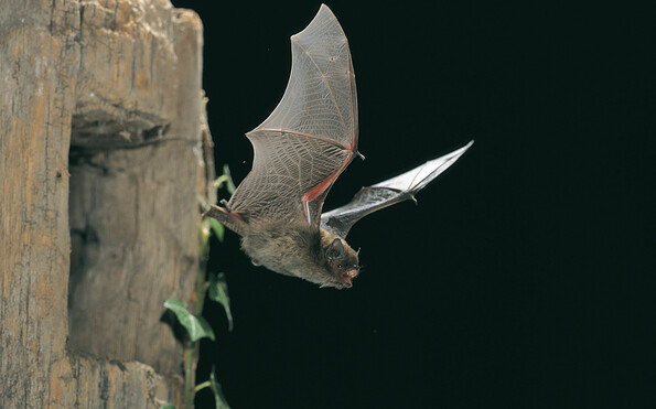 Zwergfledermaus beim Ausflug, Foto: D. Nill, Lizenz: NaturSchutzFonds Brandenburg