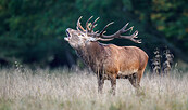 Rothirsch bei der Brunft, Foto: Christian Naumann, Lizenz: NaturSchutzFonds Brandenburg