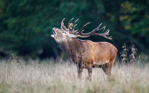 Rothirsch bei der Brunft, Foto: Christian Naumann, Lizenz: NaturSchutzFonds Brandenburg