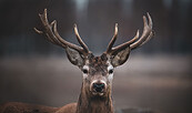 Majestetisch in der Dämmerung - das Rotwild, Foto: Johannes Müller, Lizenz: NaturSchutzFonds Brandenburg