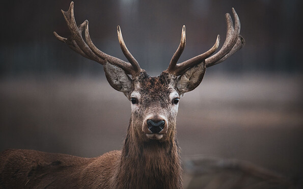 Majestetisch in der Dämmerung - das Rotwild, Foto: Johannes Müller, Lizenz: NaturSchutzFonds Brandenburg