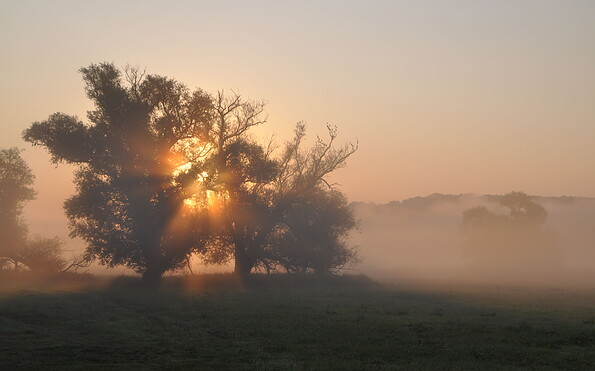 Aue im Lichtspiel, Foto: Milena Kreiling, Lizenz: NaturSchutzFonds Brandenburg