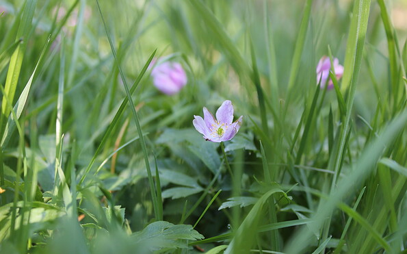 Foto: Aline Jacubeit, Lizenz: Naturwacht Brandenburg