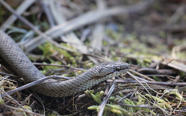 Foto: Michael Ahrens, Lizenz: NaturSchutzFonds Brandenburg
