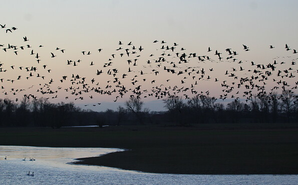 Foto: Aline Jacubeit, Lizenz: Naturwacht Brandenburg