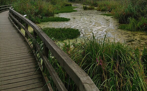 Foto: Joanna Laß, Lizenz: Stiftung Naturschutz Berlin