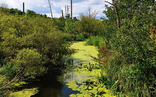Foto: Joanna Laß, Lizenz: Stiftung Naturschutz Berlin