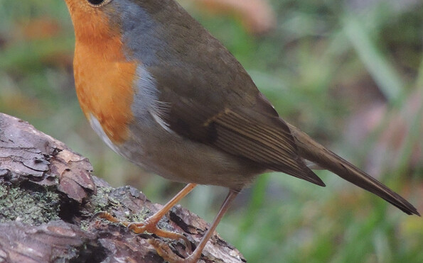Foto: Ricarda Rath, Rangerin, Lizenz: Richarda Rath, Rangerin