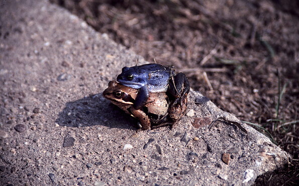 Foto: Sabine Clausner, Rangerin, Lizenz: Sabine Clausner, Rangerin