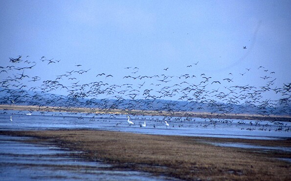 Foto: Sabine Clausner, Rangerin, Lizenz: Sabine Clausner, Rangerin