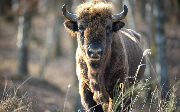 Foto: Ingolf König, Heinz Sielmann Stiftung, Lizenz: Ingolf König, Heinz Sielmann Stiftung