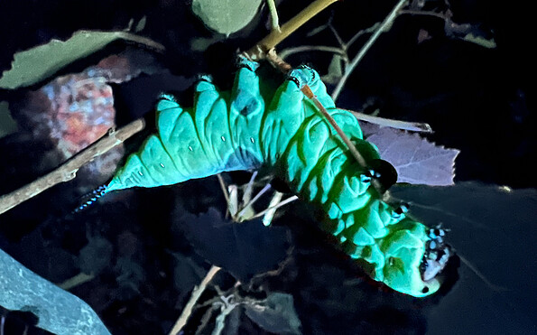 Foto: Dr. Hannes Petrischak, Lizenz: Heinz Sielmann Stiftung