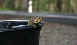 RangerTour: Frühlingserwachen der Amphibien