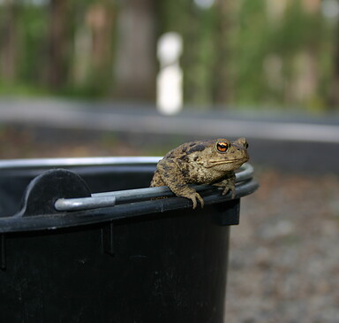 RangerTour: Frühlingserwachen der Amphibien