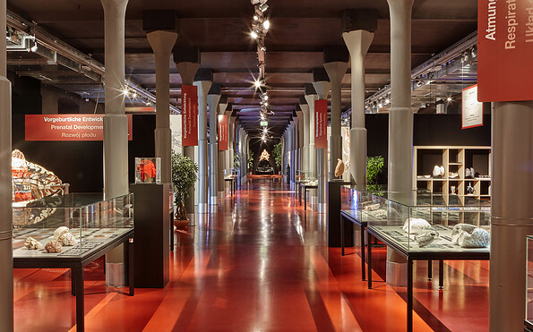 Foto: Plastinarium Guben, Lizenz: Plastinarium Guben