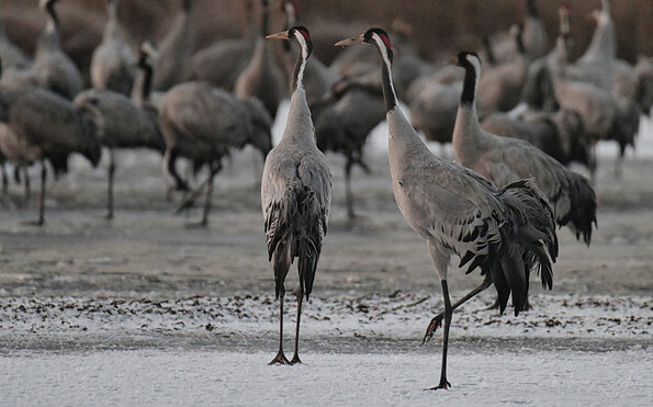 Foto: Christian Kessler, Lizenz: Christian Kessler