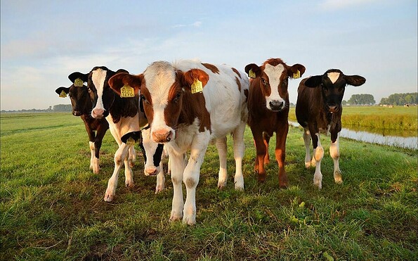 Foto:  PublicDomainPictures, Lizenz: pixabay