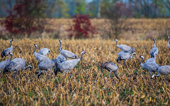 Foto: T. Geisel, Lizenz: T. Geisel
