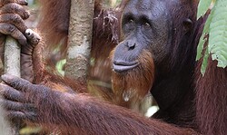 Ökofilmtour: Orang-Utans - Die unbekannten Menschenaffen