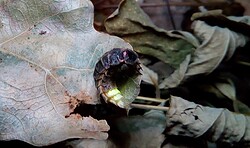 RangerTour: Glühwürmchentour