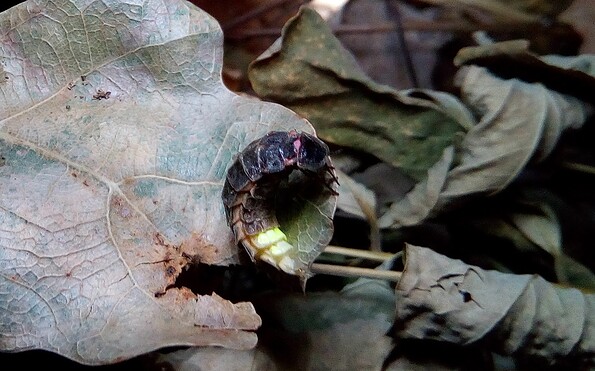 Foto: Helma Kipsch, Lizenz: Helma Kipsch