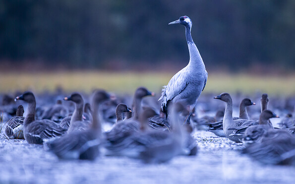 Foto: Oliver Ulmer, Lizenz: Oliver Ulmer