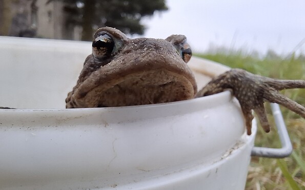Foto: Katrin Mielsch, Lizenz: Naturwacht Hoher Fläming