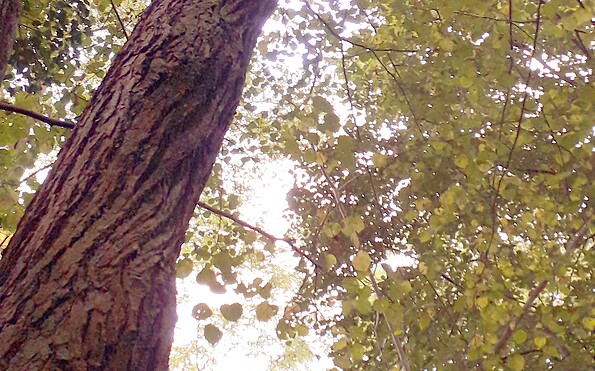 Foto: Norman Heß, Lizenz: Norman Heß