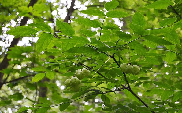 Foto: Norman Heß, Lizenz: Norman Heß