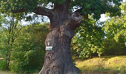 Ein Streifzug durch Wald und Flur - Führung durch den Junkerbusch und den Müllroser Forst bei Biegenbrück