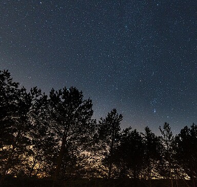 Wildnis-Tour: Sonne Mond und Sterne im Wildnisgebiet Jüterbog