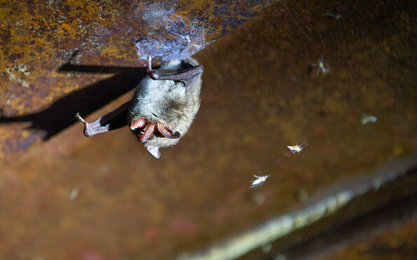 Foto: Dr. Tilo Geisel, Lizenz: Dr. Tilo Geisel