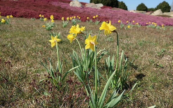 Foto: Findlingspark, Lizenz: Findlingspark